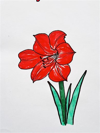 Amaryllis flower drawing step by step | Easy flower sketch tutorial for beginners. Learn how to draw a beautiful Amaryllis flower in this quick art lesson — perfect for students, artists, and creative practice. #AmaryllisDrawing #FlowerDrawing #EasyDrawing #viralvideo #tiktok
