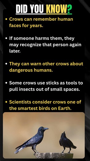 5 Crow Facts That Feel Unreal 😳 #sciencefacts