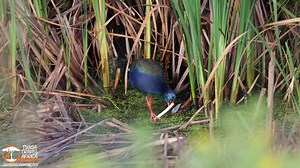 African swamphen feeding on stems - Wakkerstoom wetlands. #twigatravelafrica #swamphen #wetlands #birdlife #wildlifeconservation | Twiga Travel Africa