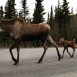 12M views · 468K reactions | Great shot of a moose and her calves in Denali National Park! | Outdoors.com | Facebook