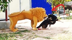 7.1M views · 130K reactions | Wonderful Best Funny Prank Comedy Sleep Dog VS Fake not real Tiger #Funny #Laugh #Funny #Prank ##comedy | Top Generations | Facebook