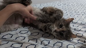 She is beauty, she is grace, she is MONKEY💕 And she loves soaking up bell rubs💕 "Monkey's personality is somehow even better than her looks...absolutely wild, I know!" -Monkey's foster mom. Monkey has done well with both dogs and cats, as long as you do slow and proper introductions. Monkey does have diabetes, so she is on daily medication but please make sure to read "Monkey's Diabetes Myths Debunked" here: https://bit.ly/4keNglm. The medicine that she is on now is once a day oral, that must 