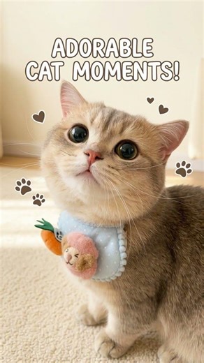 Cash's Unlucky Day Mom and Owl Trouble