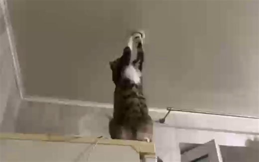 爱猫tv之电工哈基米