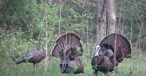 Must-See Turkey Hunting Video: Gobbler vs. Decoy (and Decoy Wins!) | Grand View Outdoors