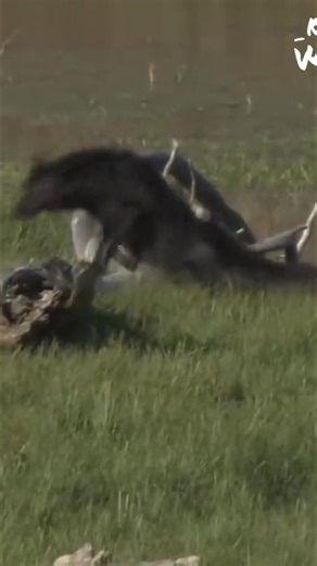 White Wolf doesn't reject the Mollie's wolf, even though he killed her parents. She communicates her willingness to be courted by the intruding male, holding her tail high. Such communication can save a smaller wolf's life. At times she seems to flirt. #wolves #wildlife #animals #nature #behavior #packlife | Real Wild