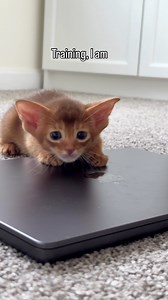 Jedi kittens, reporting for cuteness duty ❤️ #abyssinian #petcare #petlovers #kittens #babyyoda | Barcelona Cat