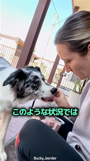 Why dogs suddenly start growling at their owners 🐶