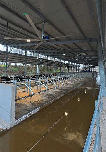 Understanding Dairy Farming Practices for Cow Comfort