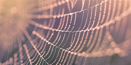 Spider mating season is here - here are 5 ways to keep them outside