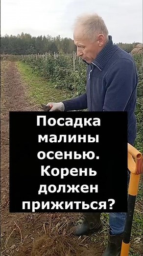 Посадка малины осенью. Сажать малину осенью. Корень должен прижиться? Питомник Ягода Беларуси
