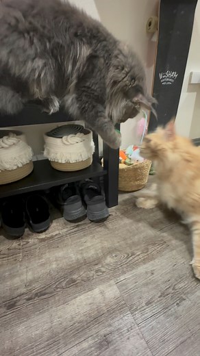 Happy Throwback Thursday 🌱😻Fisher & I loved sharing the catnip ball. #highcats #highcat #catnip #catniphigh #cat #cats #mainecoon #cute #funny | Fisher The Maine Coon