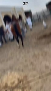 116K views · 3.3K reactions | Champion of champion Beautiful marwari Colt Nayab 磊 Sire Aryan Viku Singh ji G. Sire Rajswaroop of Udaipur palace Lakshyaraj Singh Mewar ji Shooting Star Stud Farm Hanumangarh #horses #love #horselover #trendingreel #riders #royal #tbt #follower #horselife #long | Lal Singh Rathore Desu | Facebook