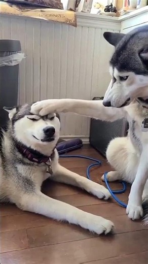 “Why Your Dog Gets Jealous When You Pet Another Dog 😳🐶”