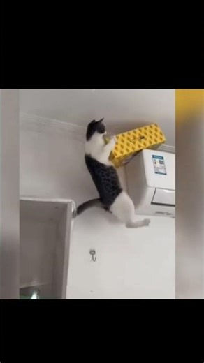 cat voice over #youtubeshorts #cat #animals