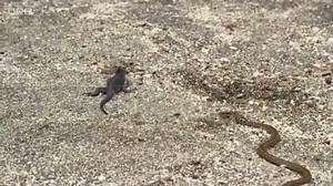 47K views · 1K reactions | Move over Grant Gustin this Iguana is the real fastest man (Iguana) alive! Everyone must see this incredible video, better than most films you'll see this year. | BossLogic | Facebook