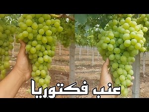 عنب مبكر صنف فيكتوريا من مزارع العنب في منطقة عين تموشنت 2024