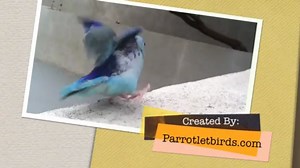 Blue Pacific Parrotlet Baby - Parrotletbirds