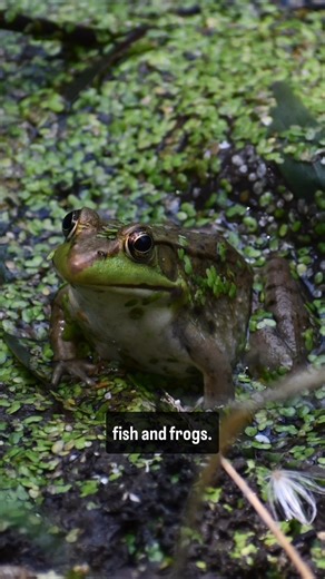 You probably don't think of mallard ducks as predators, but they are. #predators #ducks #willcounty #themoreyouknow | Forest Preserve District of Will County