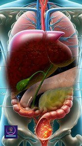 568K views · 7.1K reactions | Role of the Liver and Gallbladder in Fat Digestion. #liverhealth #gallbladder #3danimation #foryouhealth #healthanimation | Medical Animation Media | Facebook