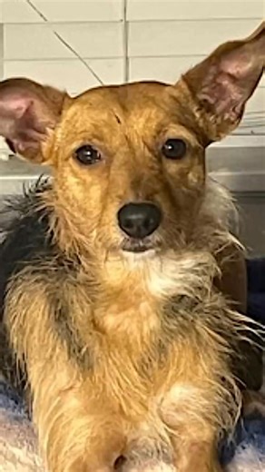 Meet Lila, a four-and-a-half-year-old Terrier mix in Asheville, NC, with a sleek tan and black coat and an even more beautiful heart! 💛 This 22-pound bundle of energy lives to chase her favorite ball, then snuggle up for belly rubs and love. She’s smart, loyal, house-trained, and knows her basic commands like “come” and “sit.” Lila thrives on quiet routines and deep bonds. Due to escalating conflict with other dogs, she must be the only pet. She’s also uncomfortable around kids and high-energy 