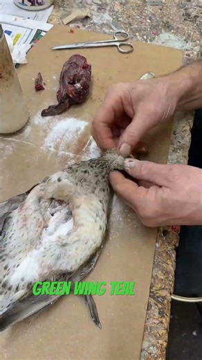 Skinning out a teal this morning! #taxidermy #ducks #takingcareofbusiness