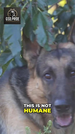 German Shepherd Abuse, Survival, and Unmatched Performance #dog #workingdogs #germanshepherd