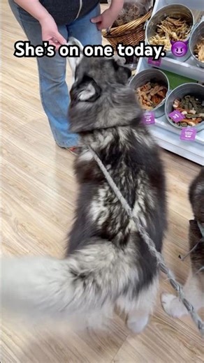It takes a village to properly spoil a Husky. 🐺😅🥰 #siberianderpskies #husky