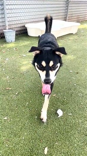 Oddy highlights (ID: 12036) #lab #germanshepherd