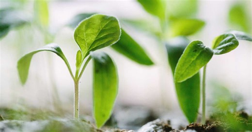 Comment reconnaître une plante mâle d'une plante femelle ?