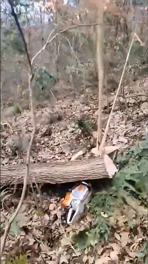 small mistakes that destroy chainsaws #chainsaw #sawblade #wood #treecutting