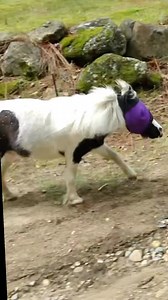 8.6K views · 77 reactions | This is how I get out to the field every day #smalleststallion #pony | Einstein the Smallest Stallion | Facebook