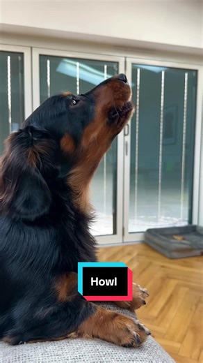 Just a video of a Dachshund Howling What noise makes your dog howl? #doghowl #dog #dachshund #dachshundaddict #dogs
