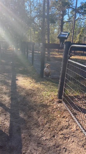 Karen Licciardi on Instagram: "Blackhorses SAUCY 🩷🩷 yet another redline female … SINISTER ON THE TOP .. BRINKZ on the bottom ❤️‍🔥❤️‍🔥❤️‍🔥what a perfect front assembly"
