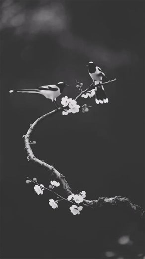 Beautiful Wild Birds