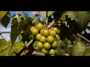 "Growing Groceries: Muscadine Grapes for Beginners"