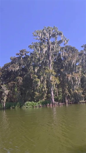 Lake Verret,La..!! (USA) Some of the most Beautiful Bald Cypress tree's..!! Rod Stewart (Have I Told You Lately That I Love You). #Bayou #Cypress #IbervilleParish #stmaryparish #stmartinparish