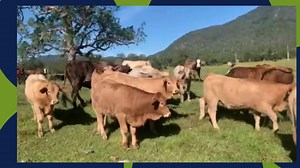 14 reactions | Our Weaner & Special Store Cattle Sale this Thursday features some terrific lines of weaners. Our vendor, Heifer Station will be sending in quality plus with 120 Charolais Cross Mixed Sex Weaners and 15 Angus Cross Mixed Sex Weaners. If you have purchased one from this line in the past you will be sure to do it again. | Farrell McCrohon Stock & Station Agents Pty Ltd | Facebook