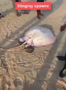 Released fish back to the sea Watch more | Emmanuel Baptist Church-Starkville