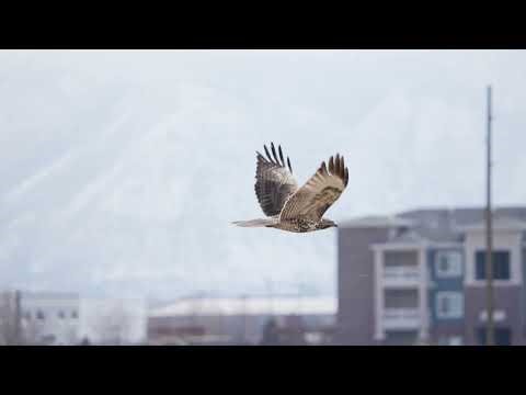 Stock Video - Red-Tailed Hawk flying through the sky in slow motion