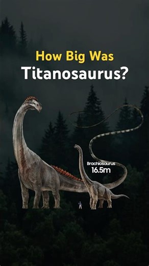 How Big Was Titanosaurus? #jurassicworld #jurassicpark #wibblelobble #dinosaur