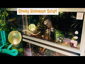 Ball Python Upgrade To Zen Habitats