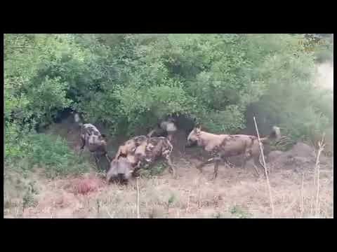 Wild Dogs Eat Massive Warthog | Great Plains Conservation