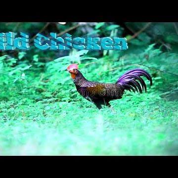 wild chicken