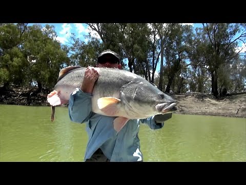 IFISH - Murray Cod with Rod Mackenzie
