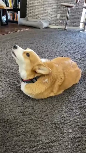 Dog Thinks He’s a POTATO! #fail #cute