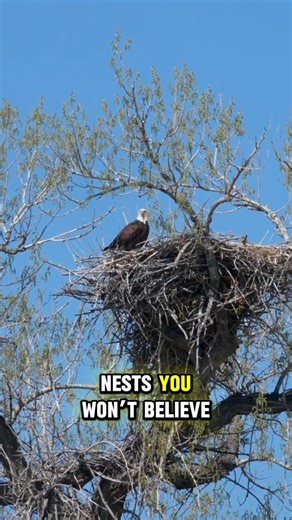 These Nests Are Actual Works of Art #birds #amazing #wildlife
