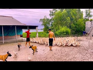 The countryside where 20000 ducks migrate to find new land