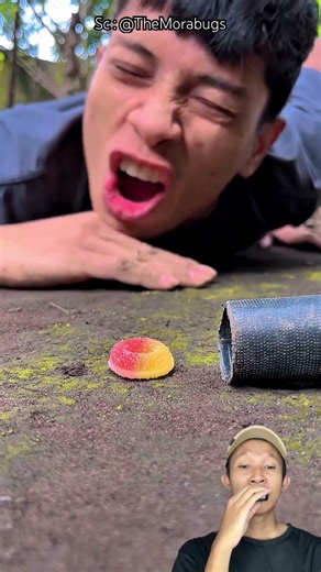 PAPAH PANCING PELIHARAN KUMBANG AGAR PULANG LAGI 🤗 @TheMorabugs #shorts #feedshorts #remix