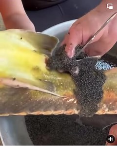 55K views · 570 reactions |  #aquarium #fishing #aquascapeindonesia #fishtanks #aquariumhobbyist #aquascaping #reef #freshwateraquarium #akvaryumbaliklari #aquariums #aquariumfish #tropicalfish #aquariumlife #plantedaquariums #kesfetteyiz #photographie #freshwater #reeftank #bigfish #fishkeeping #cichlid #natureaquarium #bettafishtank #arowana #bettamalaysia #aquascaper #betta #bettaindonesia #koi #kesfet | AKVARYUM Bilgi Paylasim | Facebook